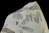 Fossil Fern (Neuropteris & Macroneuropteris) Plate - Kentucky #142407-1